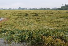 рдЪрдХреНрд░рд╡рд╛рдд