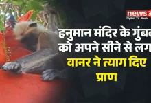 हनुमान मंदिर के गुंबद को अपने सीने से लगा वानर ने त्याग दिए अपने प्राण