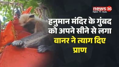हनुमान मंदिर के गुंबद को अपने सीने से लगा वानर ने त्याग दिए अपने प्राण