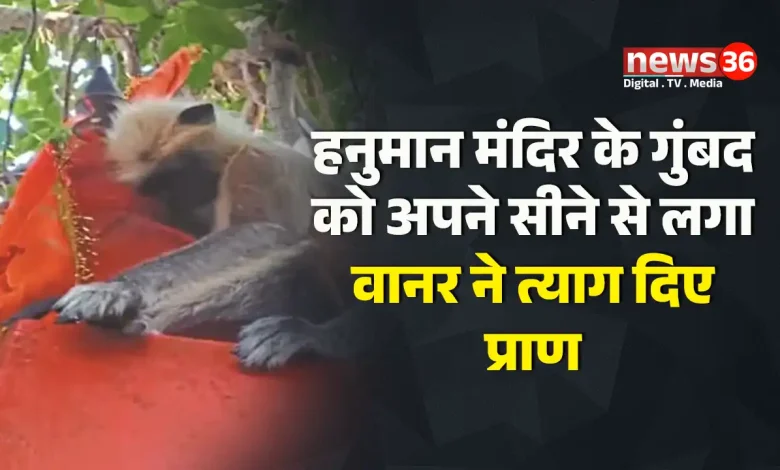 हनुमान मंदिर के गुंबद को अपने सीने से लगा वानर ने त्याग दिए अपने प्राण