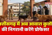 कॉलेज-यूनिवर्सिटी में आवारा कुत्तों की निगरानी करेंगे प्रोफेसर