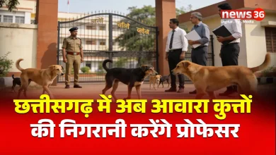 कॉलेज-यूनिवर्सिटी में आवारा कुत्तों की निगरानी करेंगे प्रोफेसर