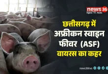 अफ्रीकन स्वाइन फीवर (ASF)