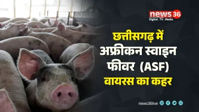 अफ्रीकन स्वाइन फीवर (ASF)