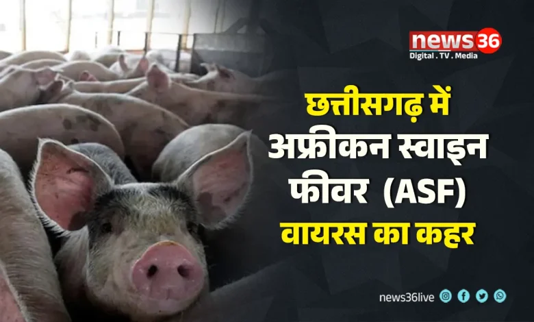 अफ्रीकन स्वाइन फीवर (ASF)