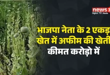 डेढ़ एकड़ में अफीम की फसल मिली