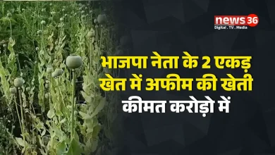 डेढ़ एकड़ में अफीम की फसल मिली