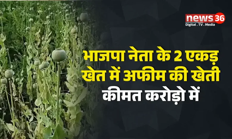 डेढ़ एकड़ में अफीम की फसल मिली