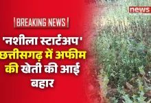 छत्तीसगढ़ में अफीम की खेती