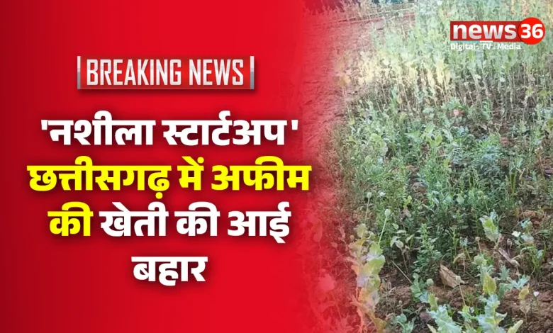 छत्तीसगढ़ में अफीम की खेती