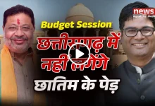 छत्तीसगढ़ में नहीं लगेंगे बीमारी फैलाने वाले छातिम के पेड़